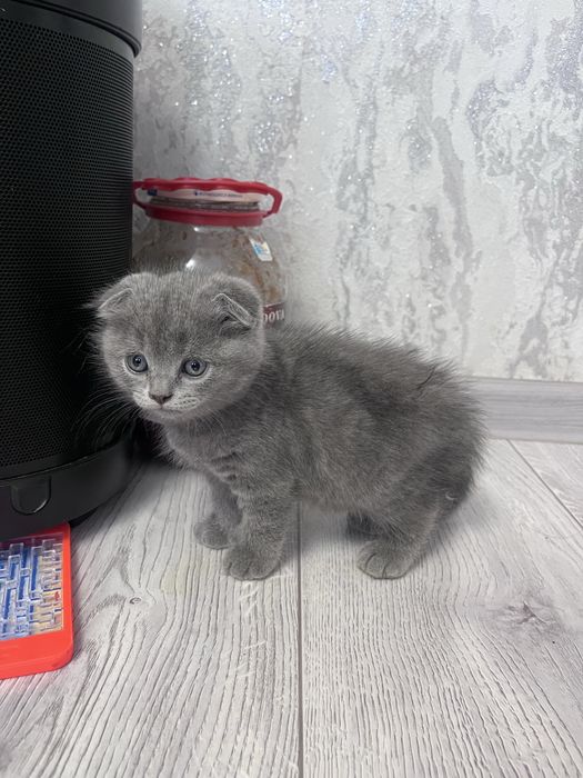 Котята шотландские