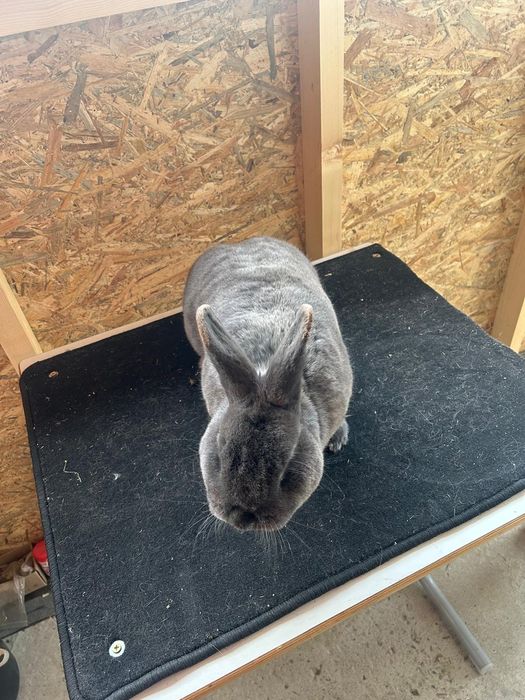 Iepuri albastru vienez, o femela matura și o femela tânără