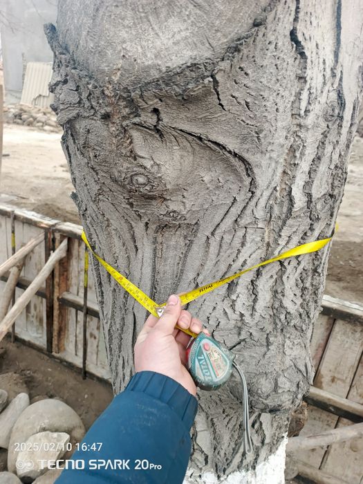 Yongʻoq daraxti mebelchilar uchun  ёнгок диаметри 1.6м