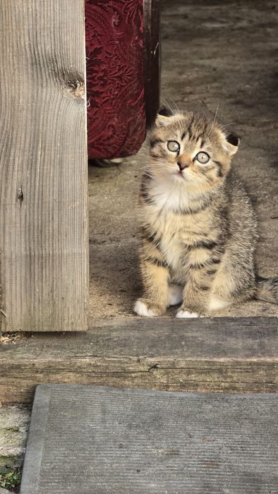Отдам котят даром