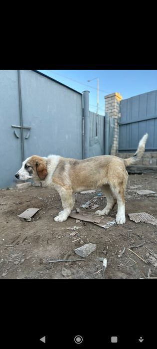 Тобет кушиги сатылады