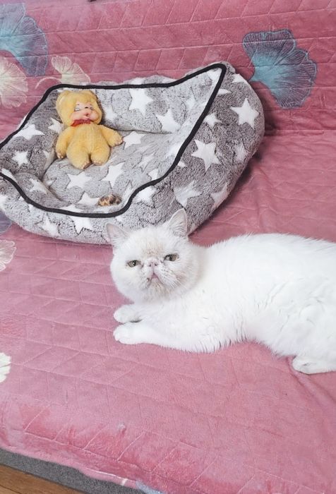 Экзотик из Проф.Питомника