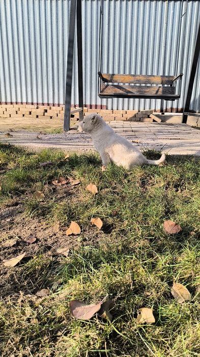 Продам щенка алабая