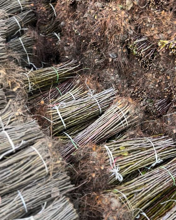 Material saditor pentru pomi fructiferi - Portaltoi de la producator