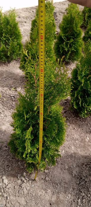 Туи смаракта 80-90см