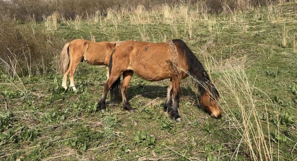 Бие жабағысымен