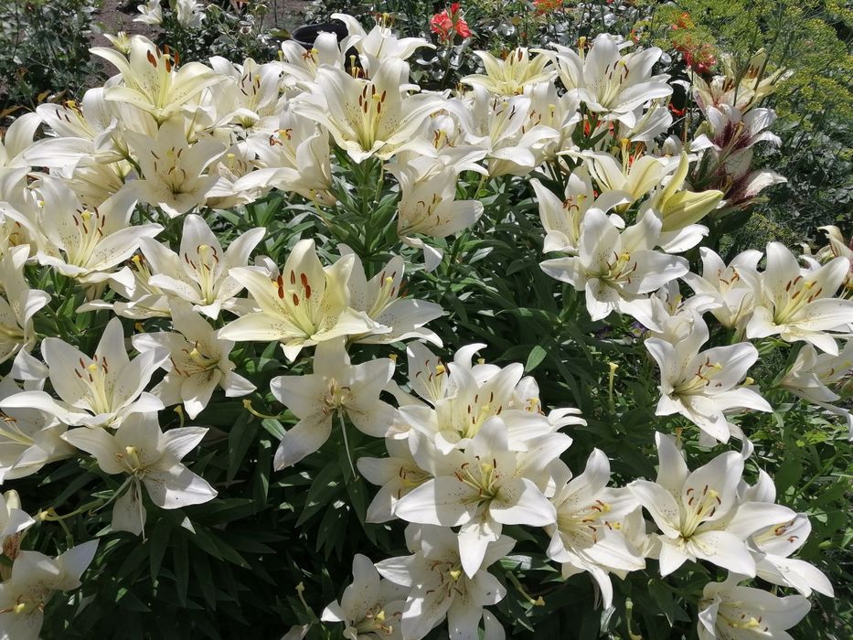 Продам дачу.Баня