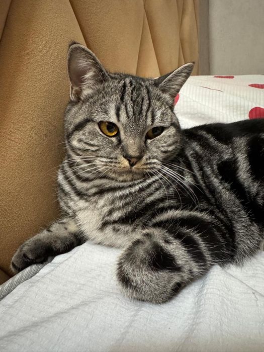 Ищем кота для вязки