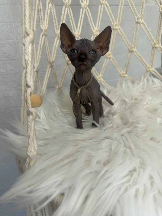 Sphynx Canadian pedigree si teste
