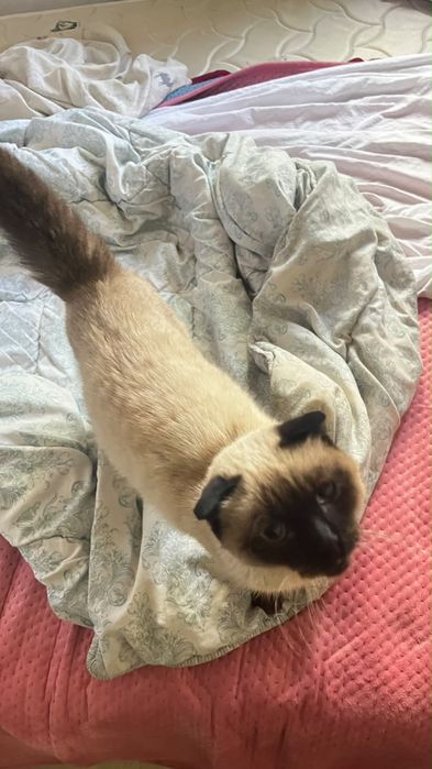 Котенок британец и сеамский