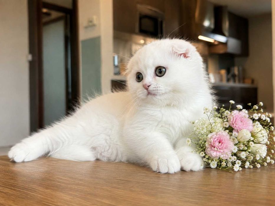 Pisicuță albă Scottish Fold Longhair, cu Pedigree