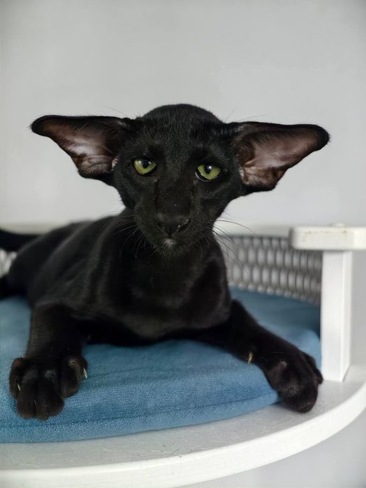 VIP. Ориентальные котята! Luxorio Katano