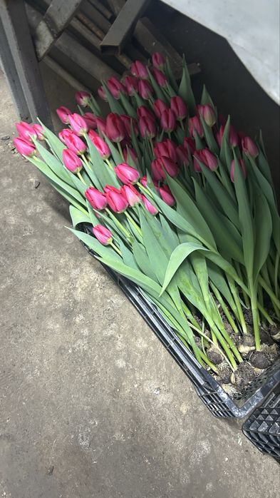 Тюльпаны оптом и в розницу