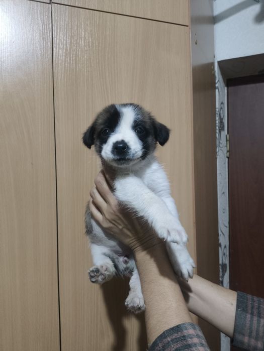 Отдам в добрые руки щенка
