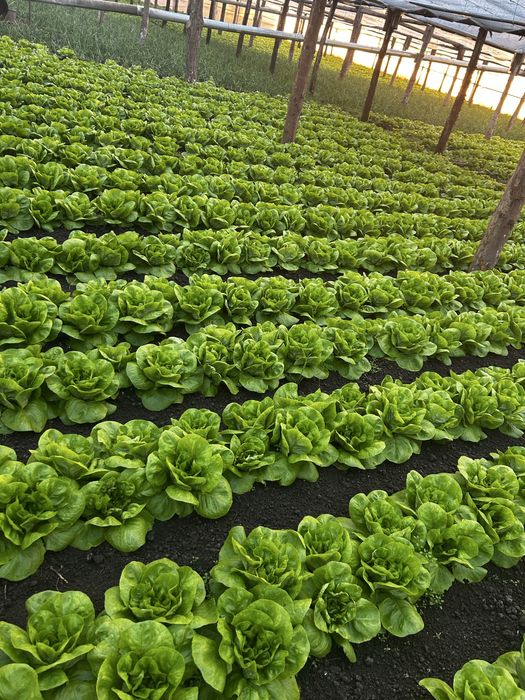 Salată verde de vanzare