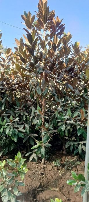 Magnoliya glandiflora Italyanski