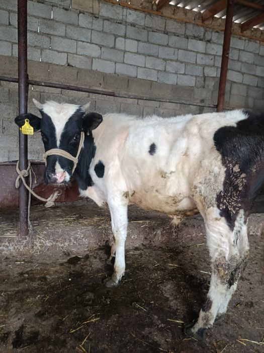 Буқа сатылады аа