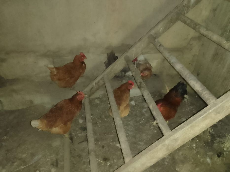 Продам не дорого куриц