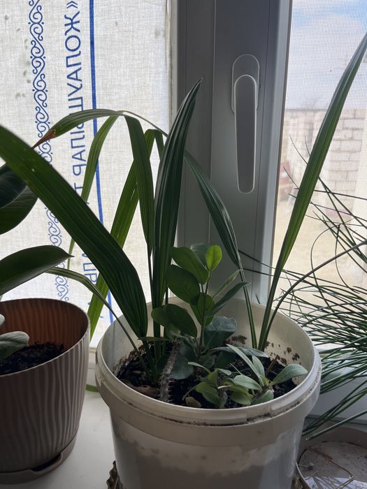 все цветки дам на 30 000