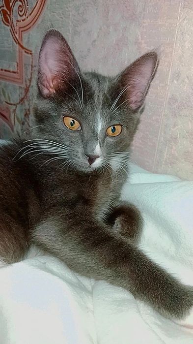 Котята очень КРАСИВЫЕ