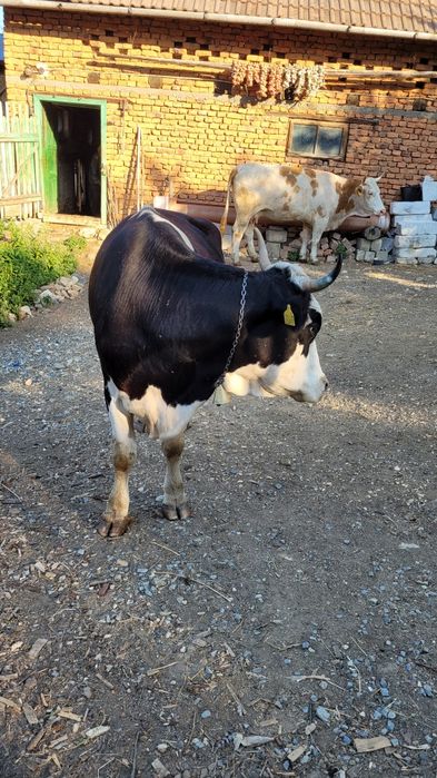 Vaca holstein tanara gestanta