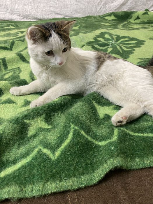 Дарю молодого котика