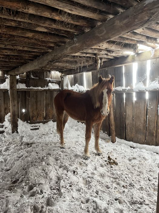 Продам лошадь (кобылка 2-х летка)