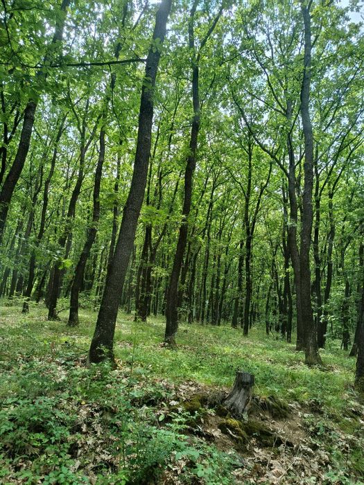 Продава се Парцел в с. Кралев дол, Област Перник - 7299 кв.м за 5 €/кв.м - Снимка #2