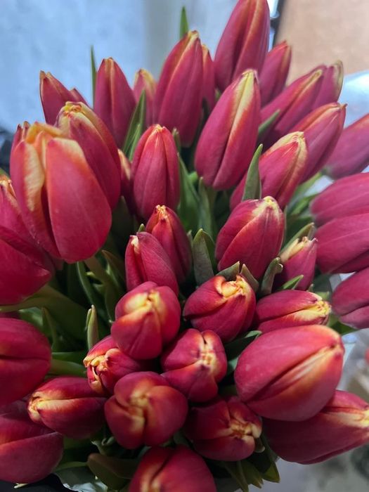 тюльпаны  290тг степногорские