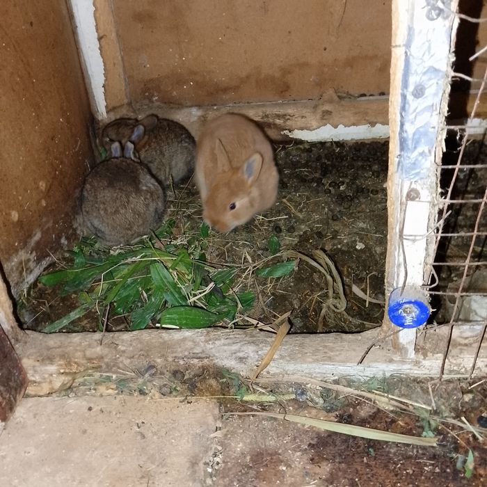 Quyon bolari sotiladi