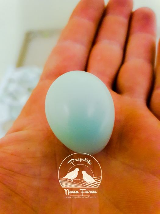 Oua de prepelita Celadon