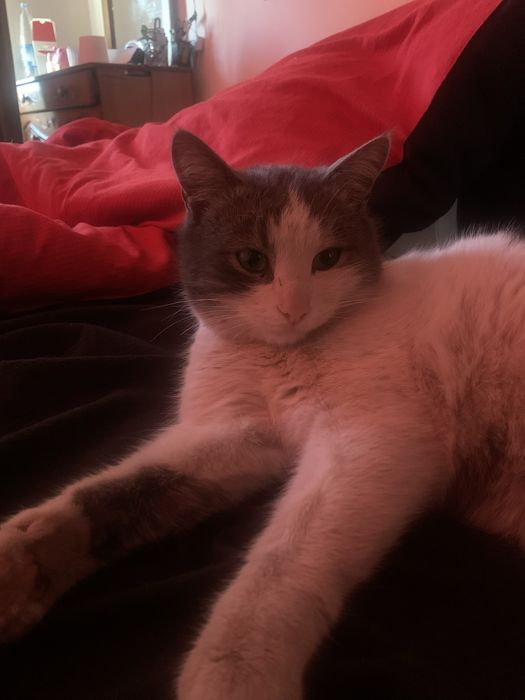 Найден кот! Ищу хозяев или усыпят!