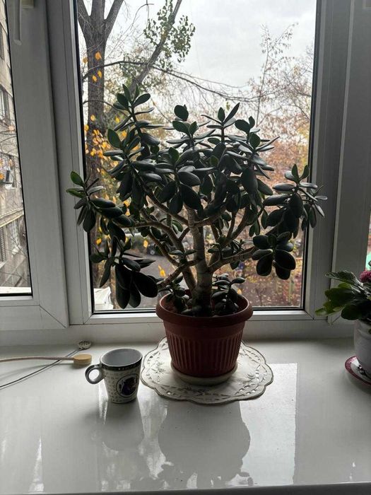 комнатные растения