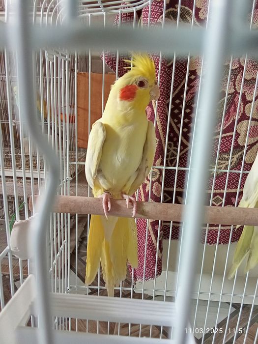 Кареллы попугай есть мальчики и девочки