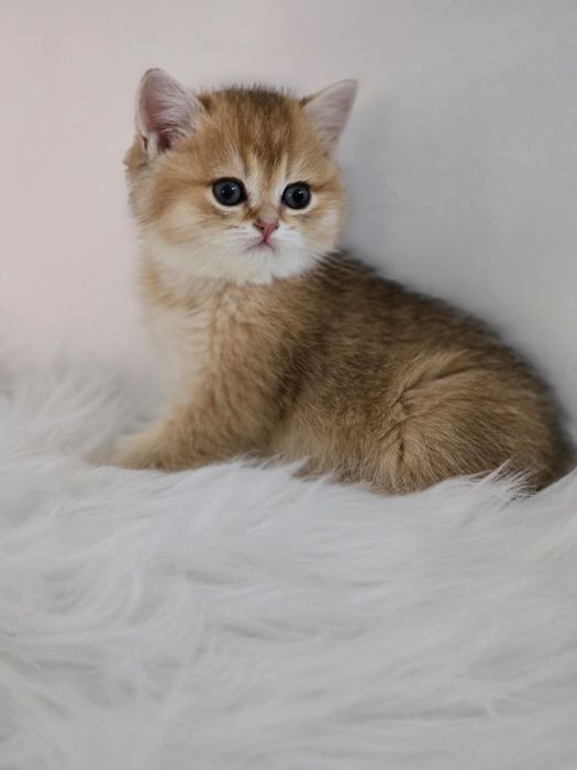 Британские котики.пухЛявые