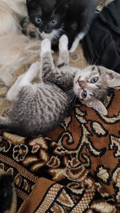 Котята в хорошие руки