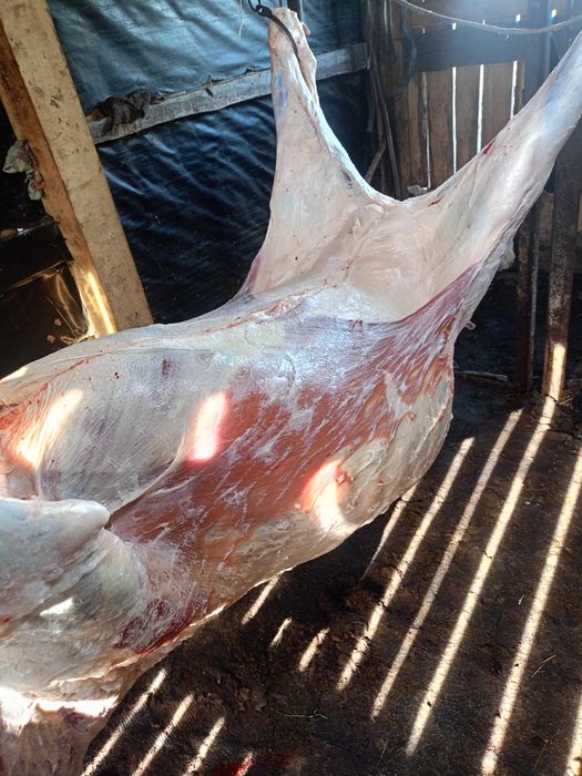 Продам говядину телки жирные .