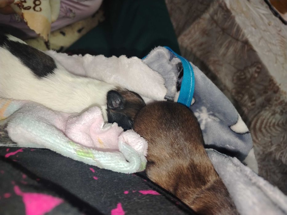 Щенки породы Пикинес