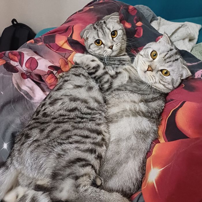 продам котят шотландских