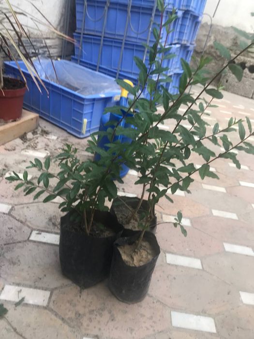 DANAKSIZ ANOR ko'chatlari