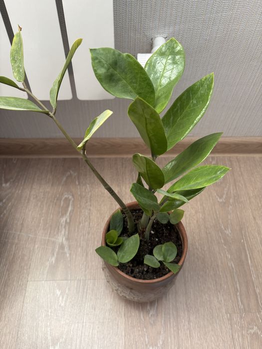 Продам комнатные цветы