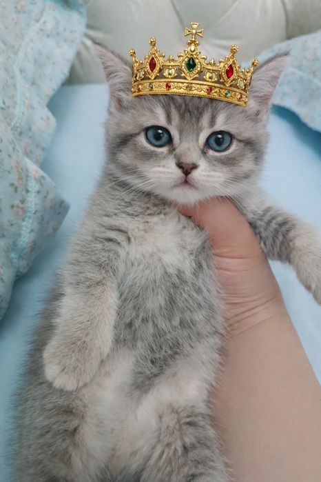 Продается британский котенок