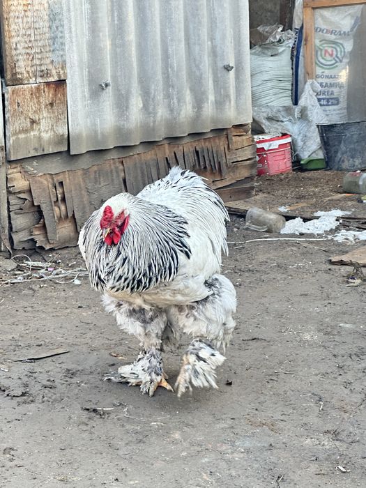 Светлый брам петухи