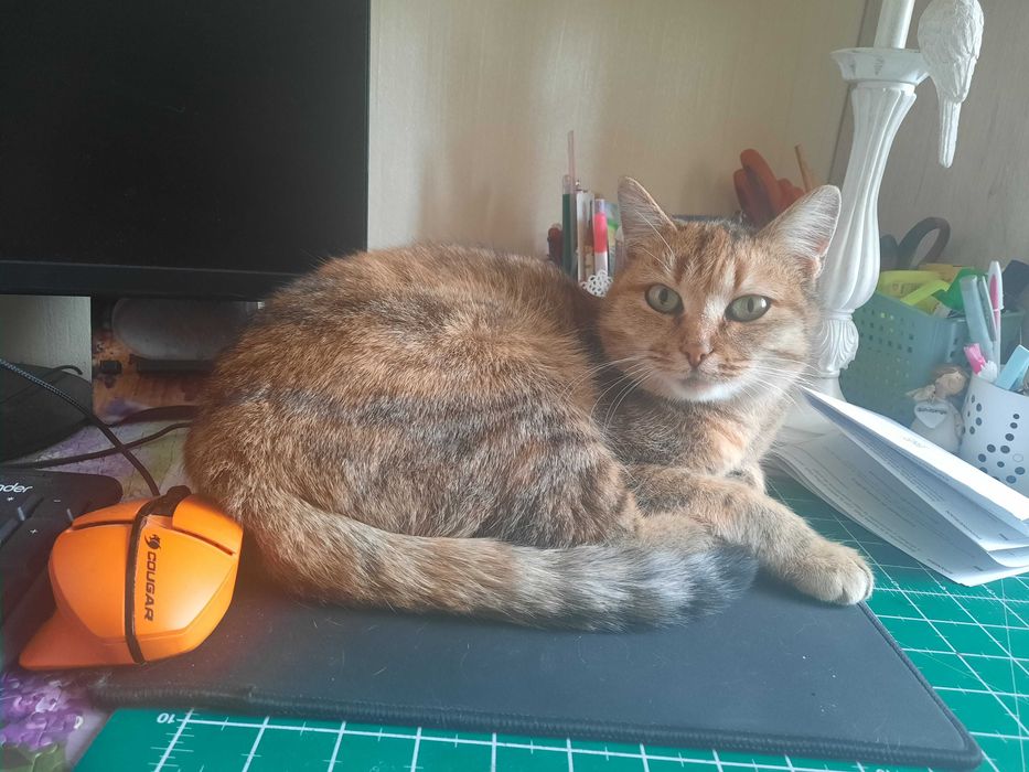 Кошечка Алиса ждёт хозяина