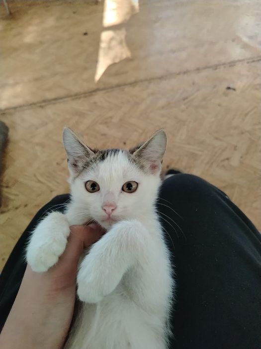 Отдам котят в самые любящие руки.