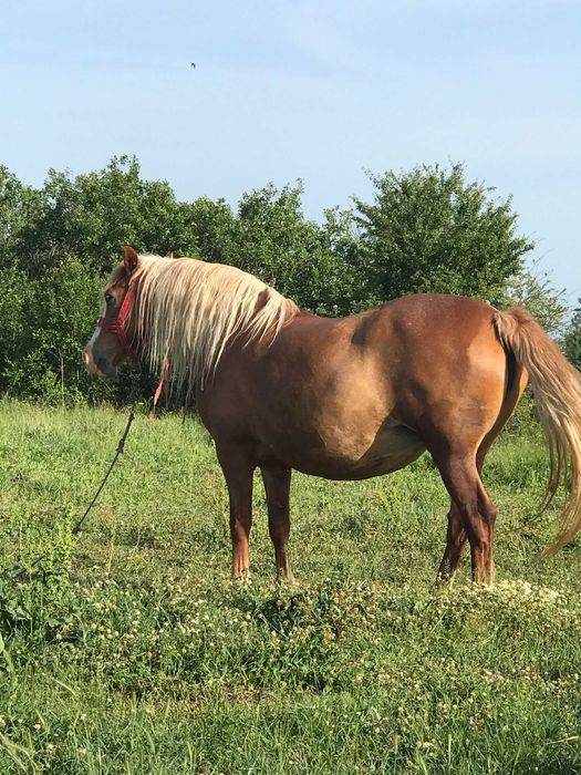 Iapa de vânzare-6 ani