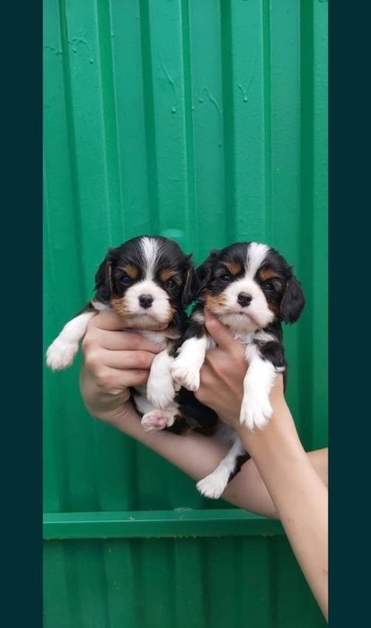 Кавалер Кинг Чарльз спаниель девочка