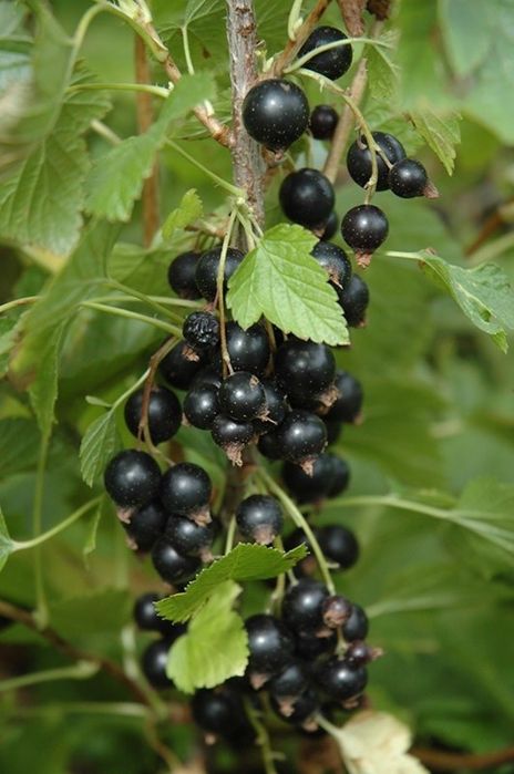 Arbuști Fructiferi (Coacăz Negru )