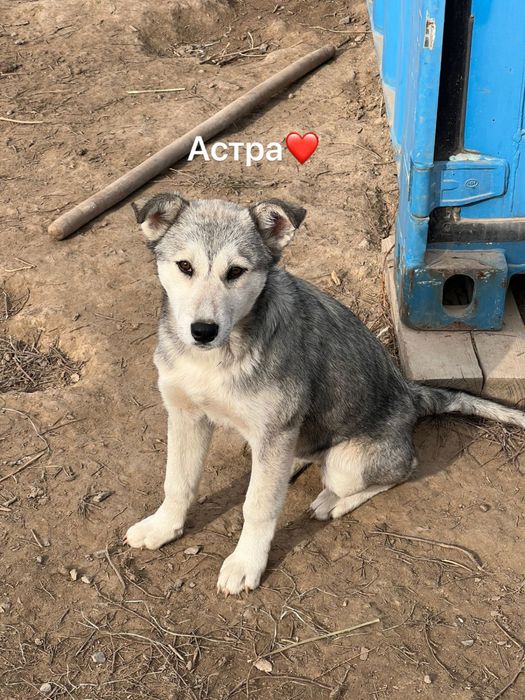 Щенки от мамы Хаски