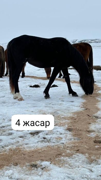 Жылқы сатамын( жайылымдағы айғырлар)